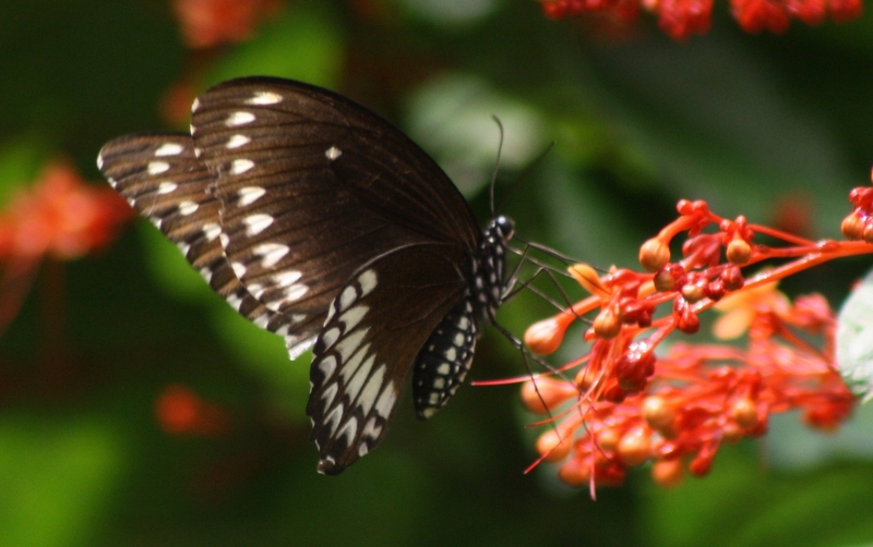 Butterflies